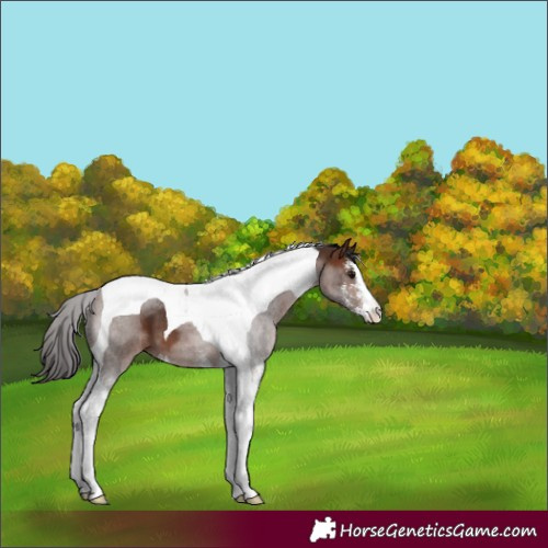 Horse Color:Bay Sabino Tobiano