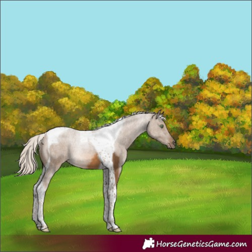 Horse Color:Chocolate Palomino Tobiano 