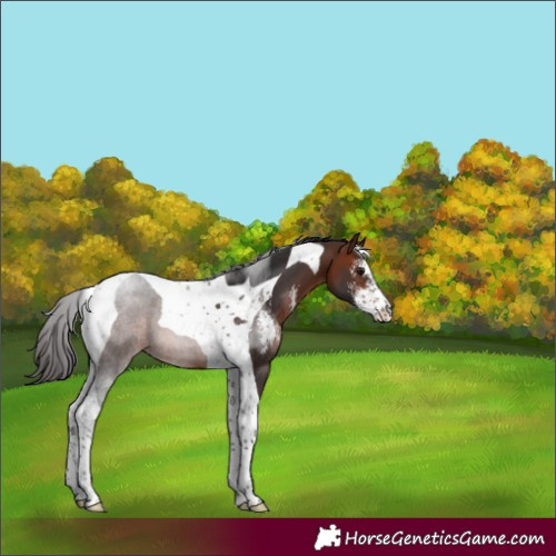 Horse Color:Bay Sabino Tobiano 