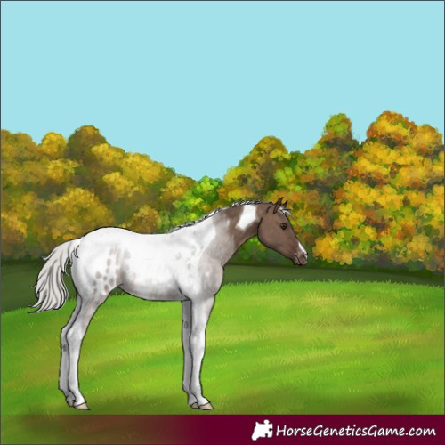 Horse Color:Silver Brown Dun Tobiano Blanket 