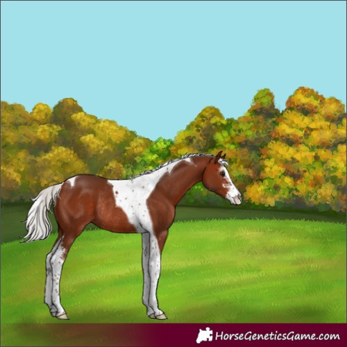 Horse Color:Silver Brown Sabino Tobiano Rabicano