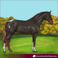 Horse Color:Liver Chestnut Tobiano Rabicano 
