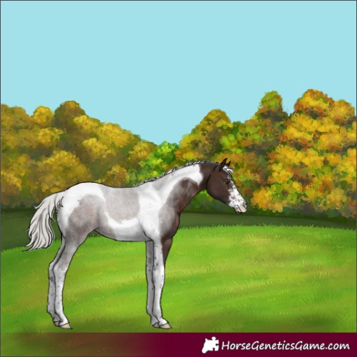 Horse Color:Silver Brown Sabino Tobiano 