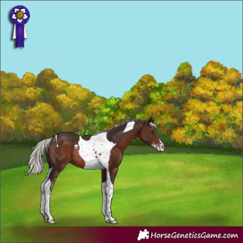 Horse Color:Silver Brown Sabino Tobiano Rabicano