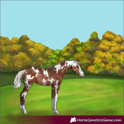 Horse Color:White Spotted Silver Bay Sabino Rabicano