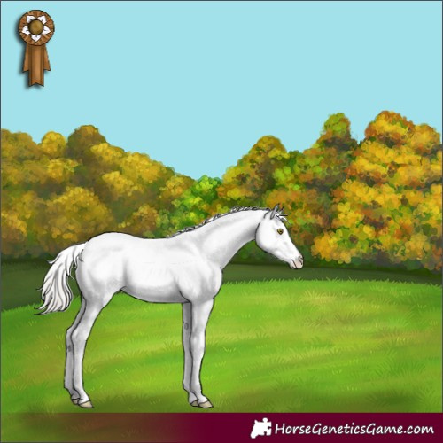 Horse Color:Silver Buckskin Dun Tobiano Appaloosa Rabicano