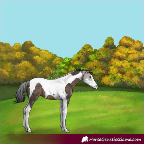 Horse Color:Brown Dun Sabino Tobiano 