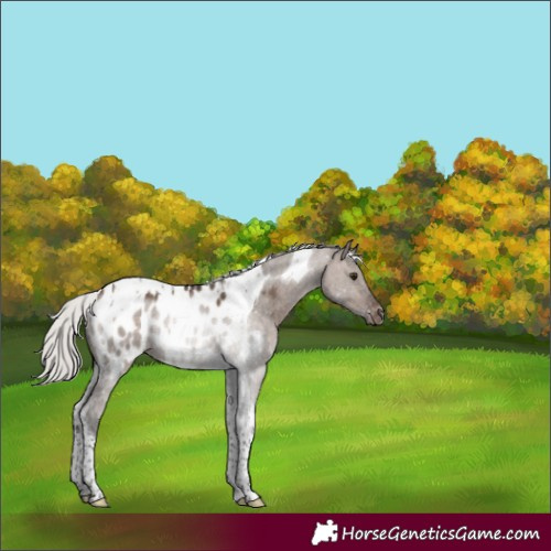 Horse Color:Silver Brown Dun Tobiano Appaloosa Rabicano 