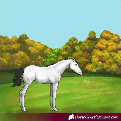 Horse Color:Brown Dun Tobiano Appaloosa Rabicano 