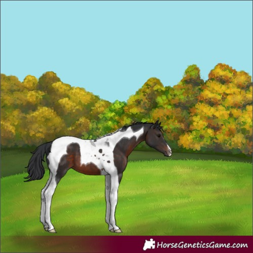 Horse Color:Brown Tobiano 