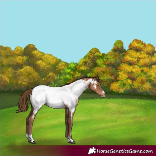 Horse Color:Brown Pearl Sabino Tobiano Near Fewspot Rabicano 