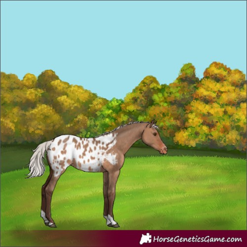 Horse Color:Silver Bay Dun Sabino Tobiano Appaloosa 