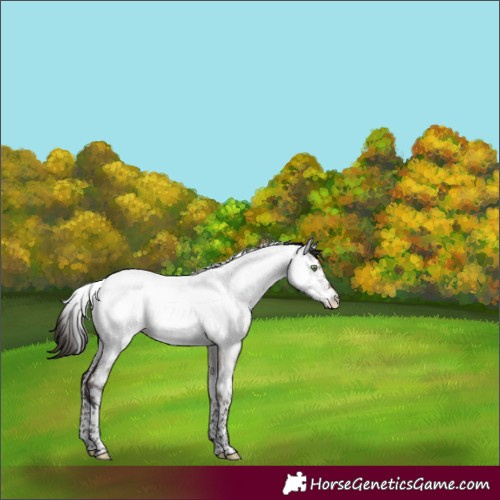 Horse Color:Brown Roan Dun Tobiano Near Fewspot Rabicano