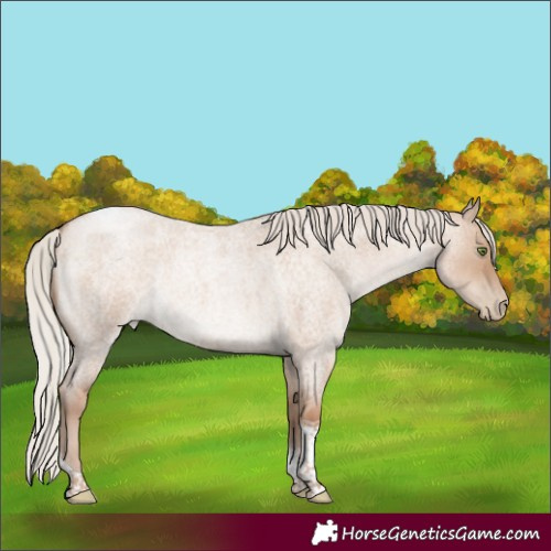 Horse Color:Silver Grullo Roan Pearl Tobiano Rabicano 