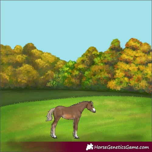 Horse Color:Chocolate Palomino 