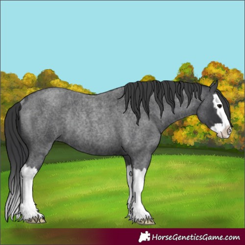 Horse Color:Blue Roan Splash Rabicano 