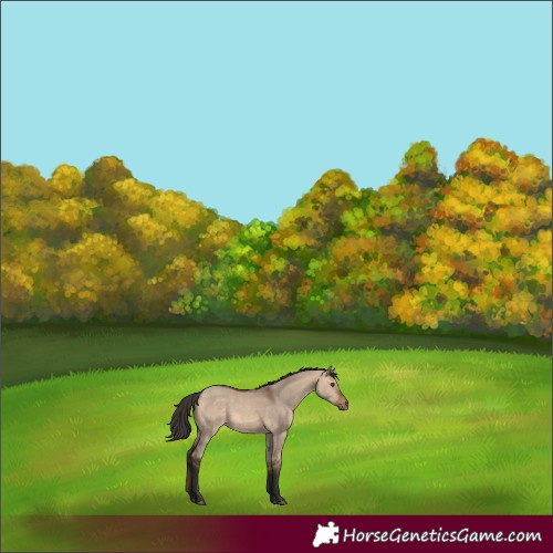 Horse Color:Bay Dun 