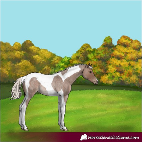 Horse Color:Silver Blue Roan Tobiano Rabicano 