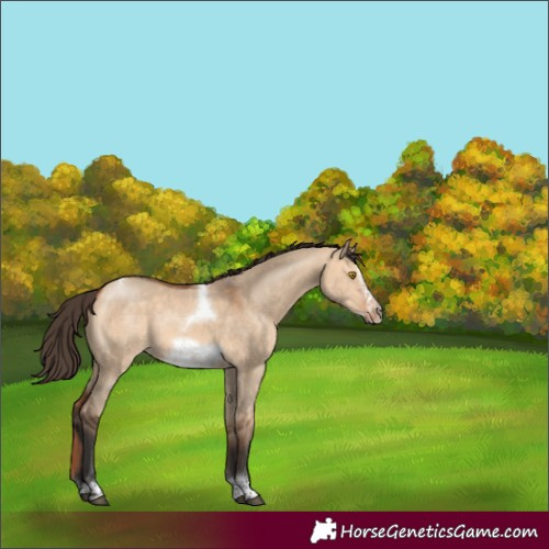 Horse Color:Bay Dun Sabino Tobiano Frame Rabicano 