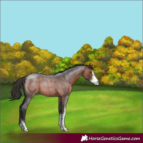 Horse Color:Brown Roan Sabino Rabicano 