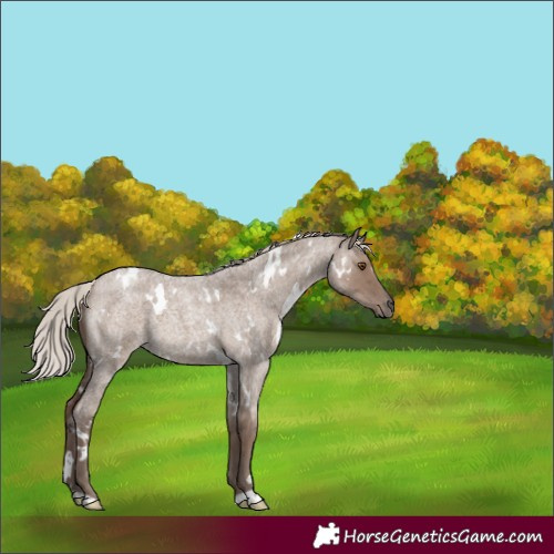 Horse Color:White Spotted Silver Grullo Roan