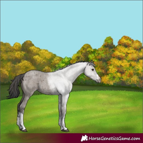 Horse Color:White Spotted Grullo Roan 