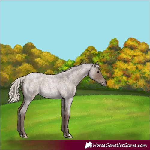 Horse Color:Silver Blue Roan Rabicano 