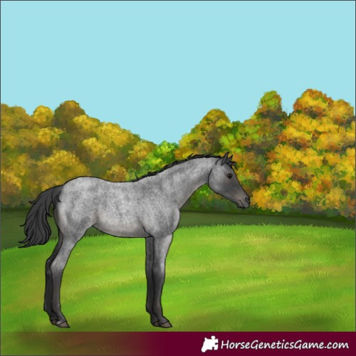 Horse Color:Blue Roan 