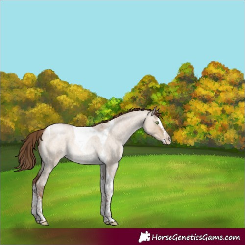 Horse Color:Brown Roan Pearl Dun Splash Tobiano 