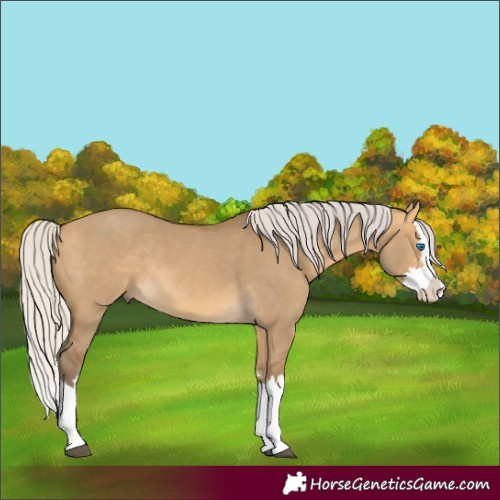 Horse Color:Silver Buckskin Dun Sabino Splash