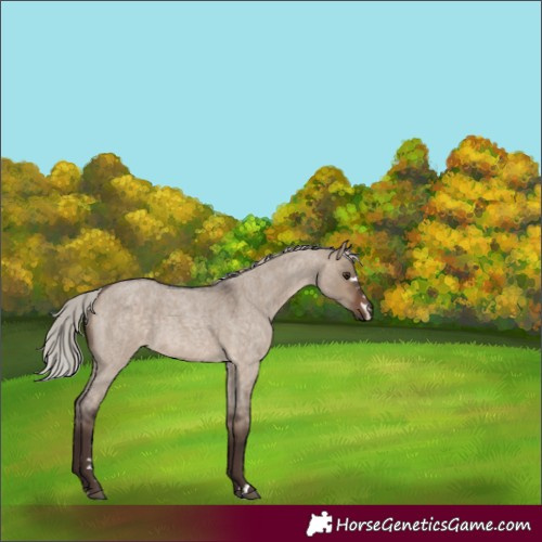 Horse Color:Silver Brown Roan Dun 