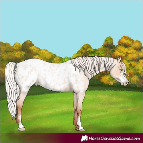 Horse Color:Silver Sable Champagne Roan Dun Sabino Blanket Rabicano