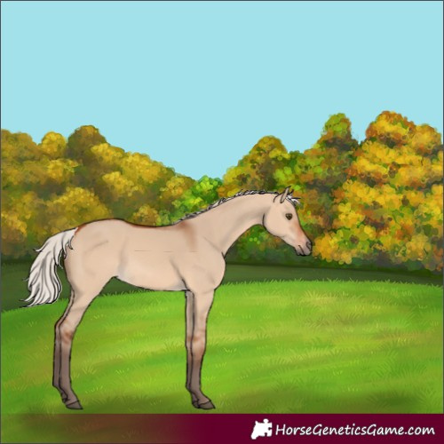 Horse Color:Silver Bay Dun