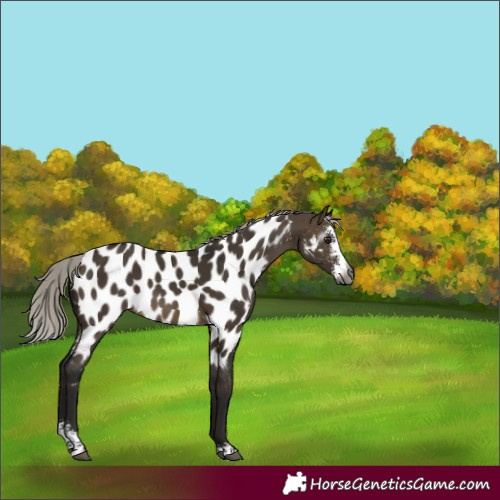 Horse Color:Gray Silver Brown Dun Sabino Appaloosa 