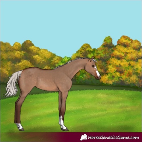 Horse Color:Silver Bay Dun Rabicano 