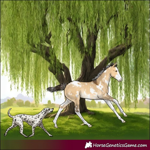 Horse Color:White Spotted Buckskin Dun Splash Rabicano 