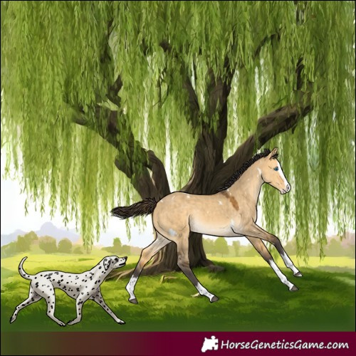 Horse Color:White Spotted Buckskin Dun Splash Rabicano 