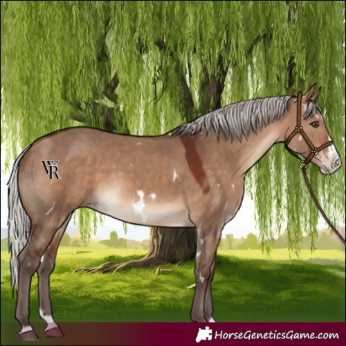 Horse Color:White Spotted Silver Brown Dun Splash Rabicano
