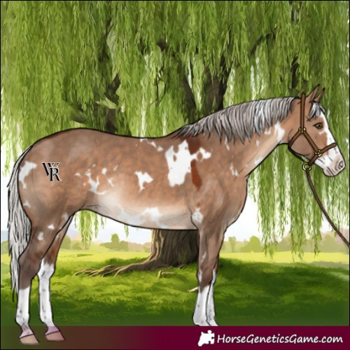Horse Color:White Spotted Silver Brown Dun Splash Rabicano 