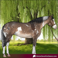 Horse Color:White Spotted Brown Dun Splash Rabicano