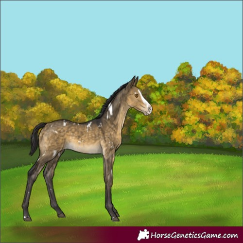 Horse Color:Unknown 