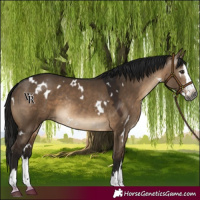 Horse Color:Gray White Spotted Brown Dun Splash Rabicano 