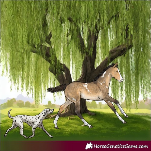 Horse Color:White Spotted Buckskin Dun Splash Rabicano 