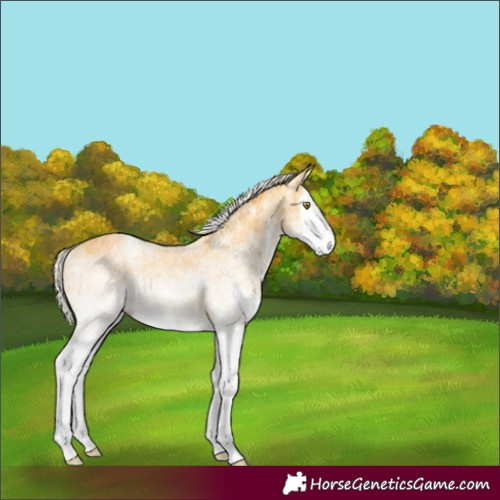 Horse Color:White Spotted Palomino Splash 