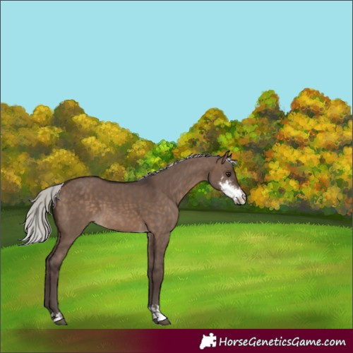 Horse Color:Silver Brown Dun Sabino 