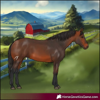 Horse Color:Bay 