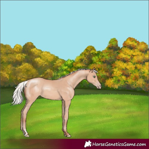 Horse Color:Silver Amber Champagne