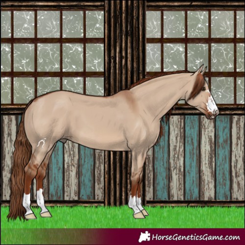 Horse Color:Red Dun 