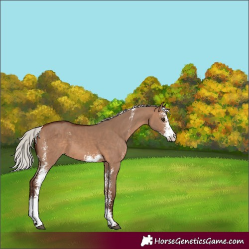 Horse Color:Silver Bay Dun Sabino