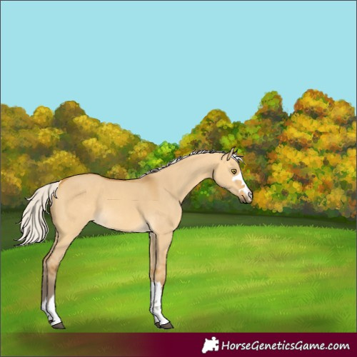 Horse Color:Silver Buckskin Dun 
